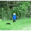 Cats fighting 19
