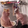 Cats fighting 20