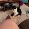 Cats fighting 21