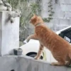 Cats fighting 22