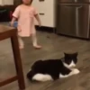 Cats fighting 23