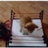 Cats fighting 24