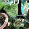 Cats fighting 25
