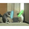 Cats fighting 27