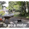 Cats fighting 28