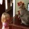 Cats fighting 30