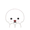 Bichon triste 8