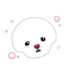 Bichon triste 10
