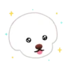 Bichon triste 13