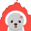 Bichon triste 14