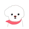Bichon triste 15