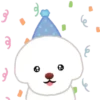 Bichon triste 17