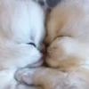 OMG 6