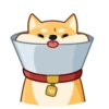 AKIO柴犬VOL.1 11
