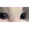 OMG 11