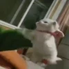 OMG 15
