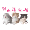 喵星人語錄 17