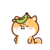 Shiba Inu Dogs (Mov) 7