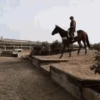 Лошади 5