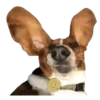 Puppy Love 2 Movi 7