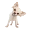 Puppy Love 2 Movi 10