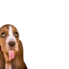 Puppy Love 2 Movi 11