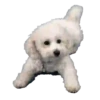 Puppy Love 2 Movi 12