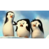 PINGÜI 8