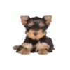 Puppy Love 2 Movi 14
