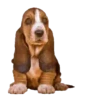 Puppy Love 2 Movi 17