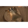 PINGÜI 10