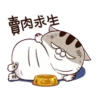 肖阿咪Ami 8 國際無字版 23