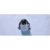 PINGÜI 12
