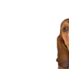 Puppy Love 2 Movi 21