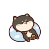 Shiba Inu Dogs (Mov) 28