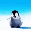 PINGÜI 13