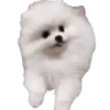 Puppy Love 2 Movi 25