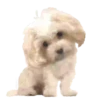 Puppy Love 2 Movi 27