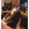 Mais gatinhos 9 8