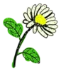 Flowers         (Mov) 11