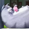 THE SECRET LIFE OF PETSMOV 13