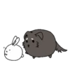 Couple of White Rabbit 9