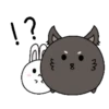Couple of White Rabbit 11