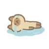 Animals Cute 17