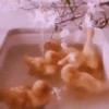 Aesthetic 1 Mov 21