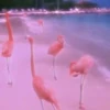 Aesthetic 1 Mov 26