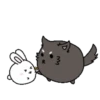 Couple of White Rabbit 23