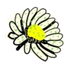 Flowers         (Mov) 21