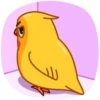 Yellow Boy 5