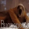 Buenas Noches Mov 11